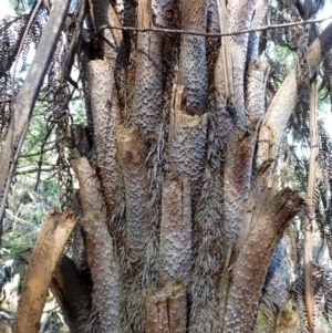 Cyathea australis subsp. australis at Acton, ACT - 5 Jun 2014