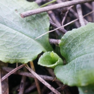 Pterostylis pedunculata at Hackett, ACT - suppressed