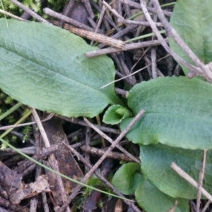 Pterostylis pedunculata at Hackett, ACT - suppressed