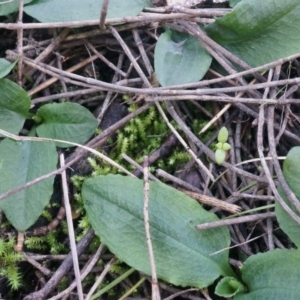 Pterostylis pedunculata at Hackett, ACT - suppressed