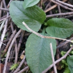 Pterostylis pedunculata at Hackett, ACT - suppressed