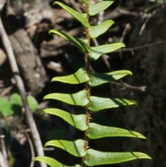 Pellaea calidirupium (Hot Rock Fern) at Mount Majura - 7 Jun 2014 by AaronClausen