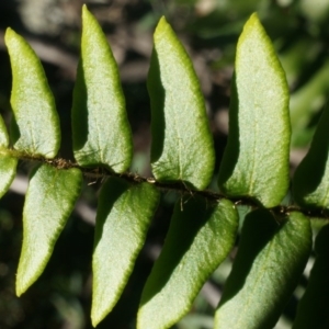 Pellaea calidirupium at Hackett, ACT - 7 Jun 2014