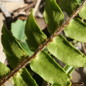 Pellaea calidirupium at Hackett, ACT - 7 Jun 2014