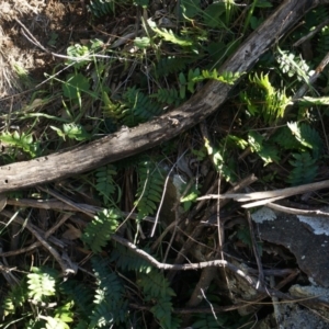 Pellaea calidirupium at Hackett, ACT - 7 Jun 2014 01:30 PM