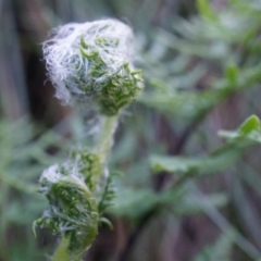 Cheilanthes austrotenuifolia (Rock Fern) at Mount Majura - 7 Jun 2014 by AaronClausen