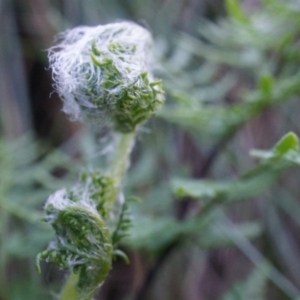 Cheilanthes austrotenuifolia at Hackett, ACT - 7 Jun 2014 10:42 AM