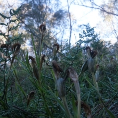 Diplodium ampliatum (Large Autumn Greenhood) at Mount Majura - 7 Jun 2014 by AaronClausen