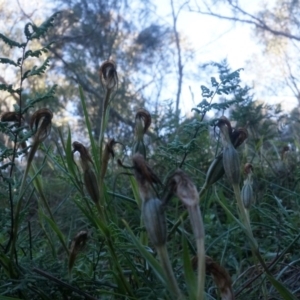 Diplodium ampliatum at Hackett, ACT - 7 Jun 2014