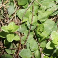 Diplodium ampliatum at Hackett, ACT - suppressed