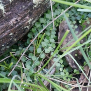 Asplenium flabellifolium at Hackett, ACT - 7 Jun 2014 11:36 AM