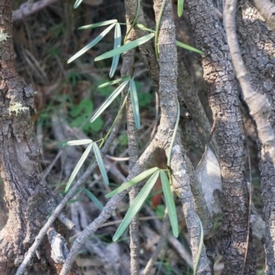 Glycine clandestina (Twining Glycine) at Mount Majura - 7 Jun 2014 by AaronClausen