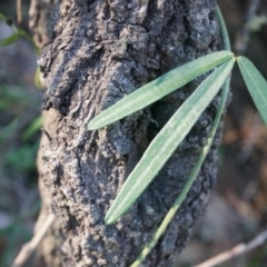 Glycine clandestina at Hackett, ACT - 7 Jun 2014 11:37 AM