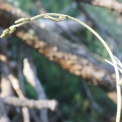 Glycine clandestina at Hackett, ACT - 7 Jun 2014 11:37 AM