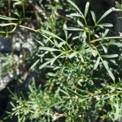 Clematis leptophylla at Hackett, ACT - 7 Jun 2014 12:34 PM