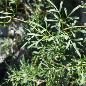 Clematis leptophylla at Hackett, ACT - 7 Jun 2014 12:34 PM