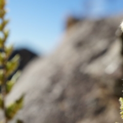 Cheilanthes distans (Bristly Cloak Fern) at Belconnen, ACT - 8 Jun 2014 by AaronClausen