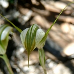 Diplodium ampliatum (Large Autumn Greenhood) at Farrer, ACT - 2 Mar 2010 by julielindner