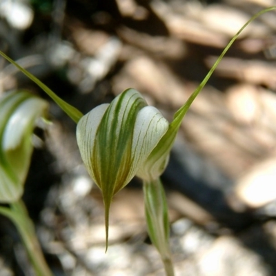 Diplodium ampliatum (Large Autumn Greenhood) at Farrer, ACT - 2 Mar 2010 by julielindner