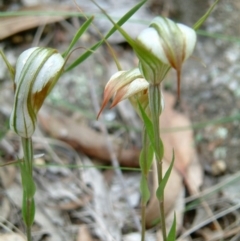 Diplodium ampliatum at Farrer, ACT - suppressed