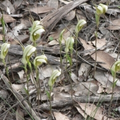 Diplodium ampliatum at Farrer, ACT - suppressed