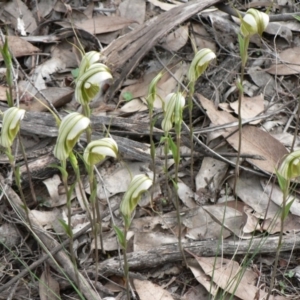 Diplodium ampliatum at Farrer, ACT - suppressed