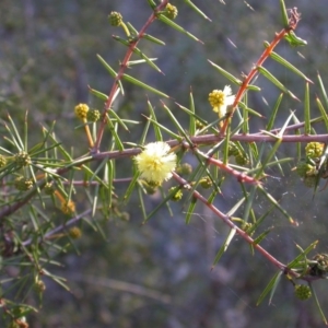 Acacia ulicifolia at Canberra Central, ACT - 7 Jun 2014