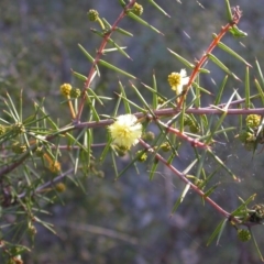 Acacia ulicifolia (Prickly Moses) at Mount Majura - 7 Jun 2014 by waltraud