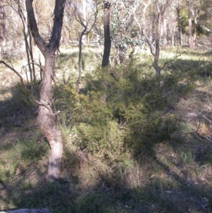 Acacia ulicifolia at Canberra Central, ACT - 7 Jun 2014