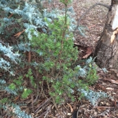 Styphelia triflora (Five-corners) at Mount Majura - 26 Feb 2014 by AaronClausen