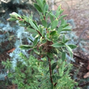 Styphelia triflora at Majura, ACT - 26 Feb 2014 06:14 PM