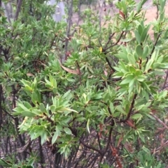 Styphelia triflora (Five-corners) at Majura, ACT - 26 Feb 2014 by AaronClausen