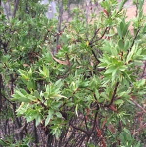 Styphelia triflora at Majura, ACT - 26 Feb 2014