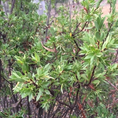 Styphelia triflora (Five-corners) at Majura, ACT - 26 Feb 2014 by AaronClausen