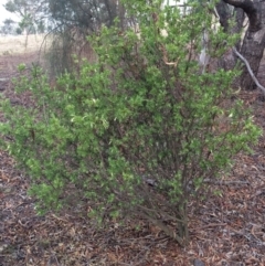 Styphelia triflora at Majura, ACT - 26 Feb 2014