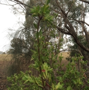 Styphelia triflora at Majura, ACT - 26 Feb 2014 06:11 PM