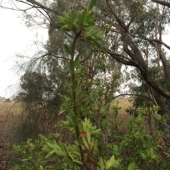 Styphelia triflora at Majura, ACT - 26 Feb 2014
