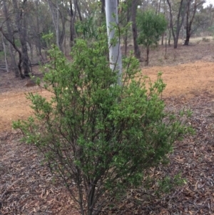 Styphelia triflora at Majura, ACT - 26 Feb 2014 06:11 PM