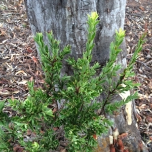 Styphelia triflora at Majura, ACT - 26 Feb 2014