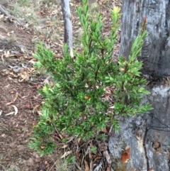 Styphelia triflora at Majura, ACT - 26 Feb 2014