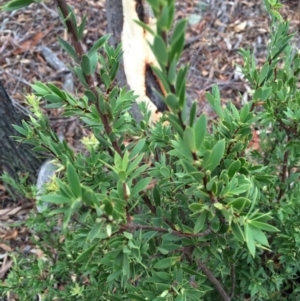 Styphelia triflora at Majura, ACT - 26 Feb 2014