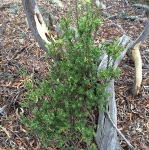 Styphelia triflora at Majura, ACT - 26 Feb 2014