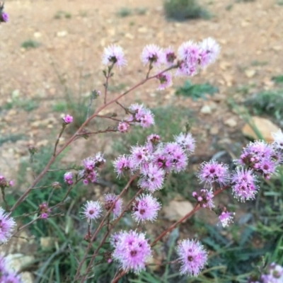 Kunzea parvifolia (Violet Kunzea) at Mount Majura - 14 Oct 2013 by AaronClausen