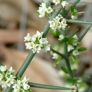 Discaria pubescens at Stromlo, ACT - 11 Jun 2014