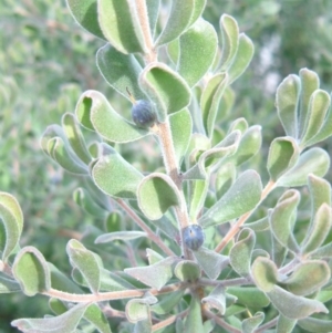 Persoonia rigida at Wanniassa Hill - 15 Jun 2014