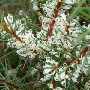 Hakea decurrens subsp. decurrens at Fadden, ACT - 15 Jun 2014 12:00 AM