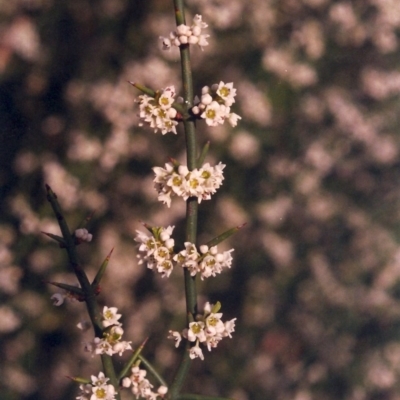 Discaria pubescens (Australian Anchor Plant) at Point Hut to Tharwa - 15 Oct 2004 by MichaelBedingfield