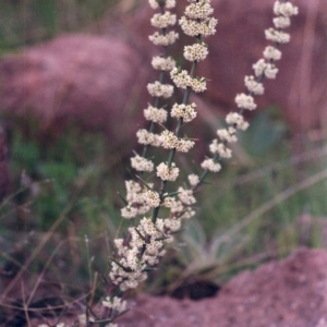 Discaria pubescens at Point Hut to Tharwa - 15 Oct 2004