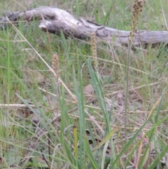 Plantago gaudichaudii (Narrow Plantain) at Point Hut to Tharwa - 7 Oct 2013 by michaelb