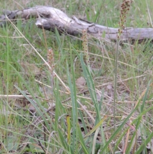 Plantago gaudichaudii at Paddys River, ACT - 8 Oct 2013 12:00 AM